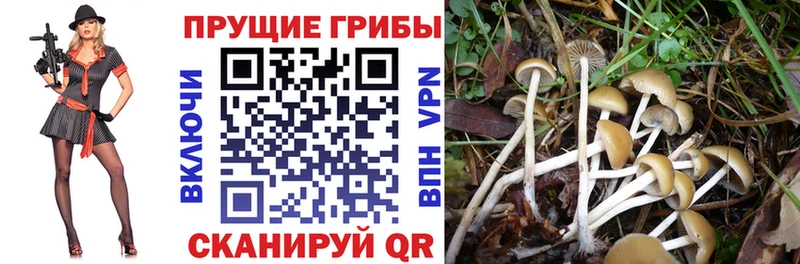 что такое   Липки  Псилоцибиновые грибы Psilocybe 